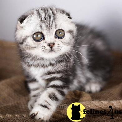 kittygoals95 Picture 1
